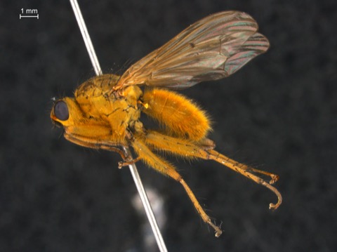 Golden Dung Fly